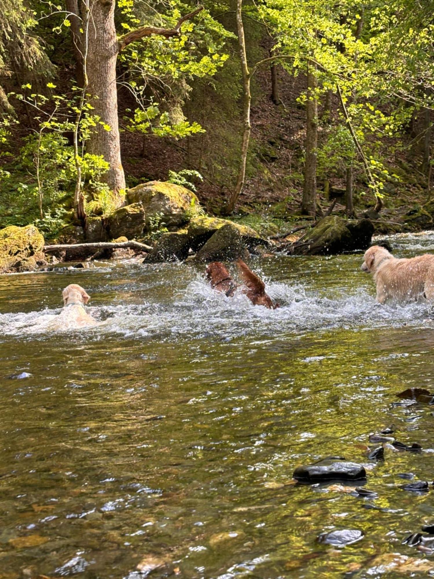 Plaetzchen Am Krebsberg Fuer Alle Fae Simmerath Exterior foto